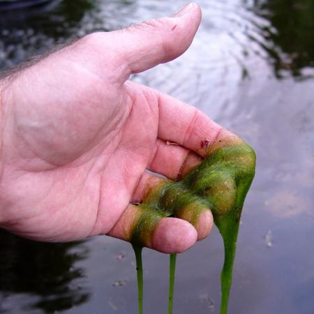 Draadalgen biologisch bestrijden