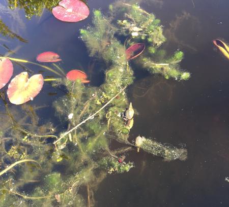 Draadalgen tussen waterplanten