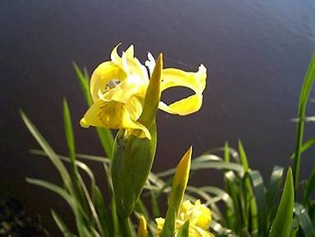 gele lis (Iris pseudacorus)