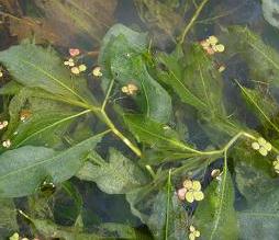 Zuurstofplant vijver glanzend fonteinkruid