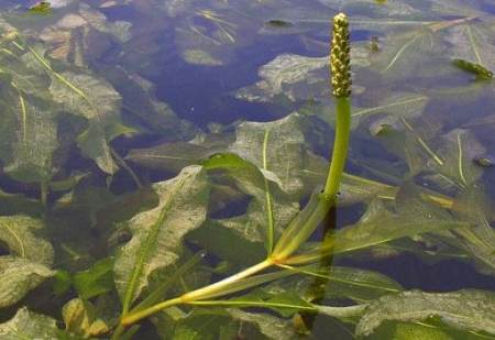 Glanzend fonteinkruid (Potamogeton lucens)