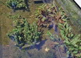 Zuurstofplanten in heldere vijver