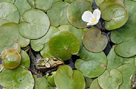 Kikkerbeet (Hydrocharis morsus-ranae)