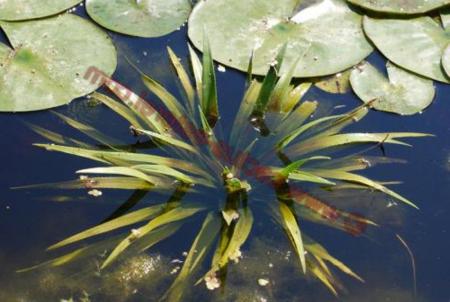 Krabbescheer (stratiotes aloides)