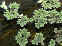 Kroosvaren (Azolla filiculoides)