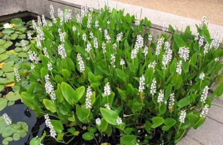 Snoekkruid (Pontederia cordata)