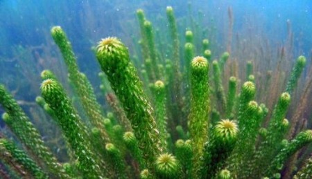 Waterpest (Elodea canadensis)