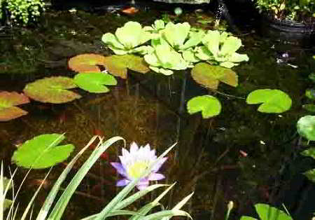 Onderhoud waterplanten zorgt voor gezonde, groeiende planten.
