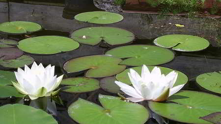 Witte waterlelie
