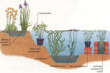 Beplantingsplan vijver