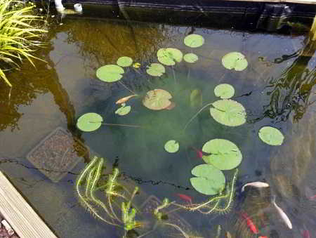 Draadalgen bestrijden. Draadalg die tussen waterplanten groeit.