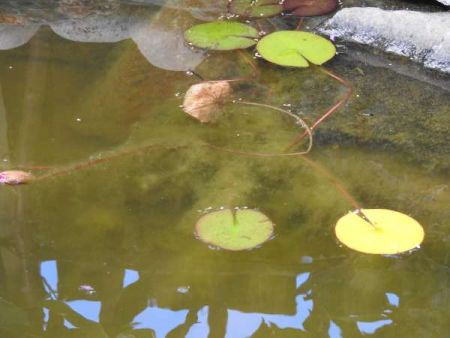 Draadalgen tussen waterplanten
