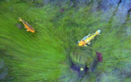 Draadalgen in koivijver