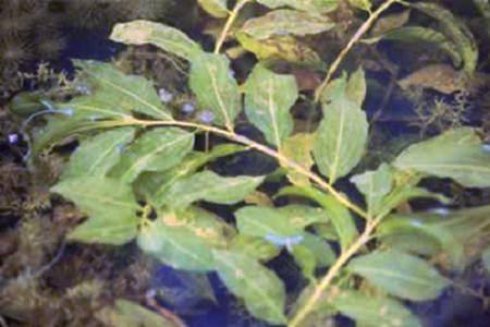 Foto's waterplanten: Glanzend fonteinkruid