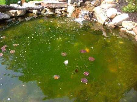 Groen water door vissen