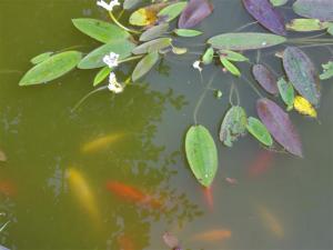Groene vijver helder maken