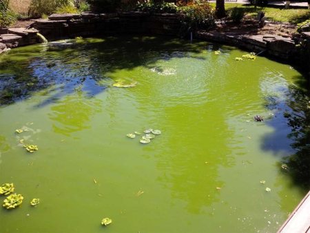 Groene vijver slecht biologisch evenwicht
