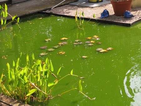 Groene vijver: hoe maak je deze weer helder?