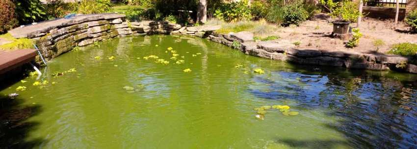 Onderhoud zwemvijver: groen water door zweefalgen