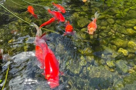 Helder water door bacteriën in de vijver