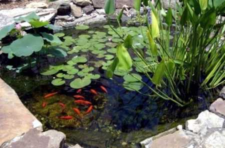 Heldere vijver door hard water, onderhoud vijver in de lente