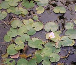 Kikkerbeet (Hydrocharis morsus-ranae)