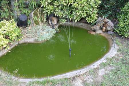 Groen water in nieuwe vijver