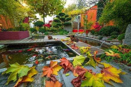 Onderhoud vijver herfst