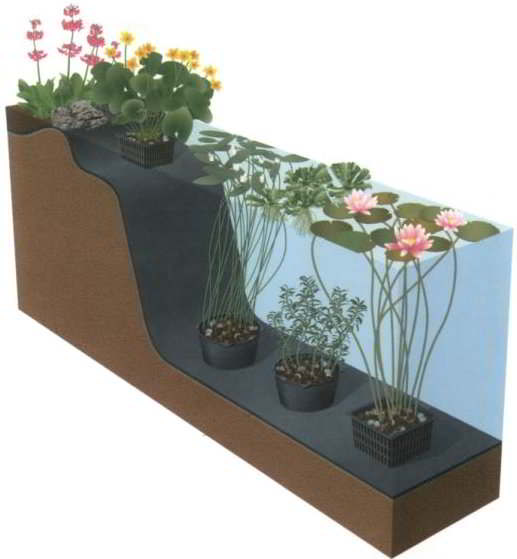 Plantdiepte van waterplanten in de vijver