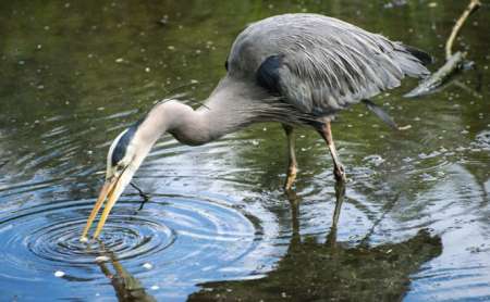 Reiger uit de vijver houden