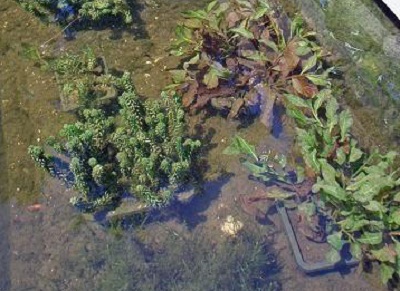 Zuurstofplanten hebben een hoge KH-waarde nodig voor hun groei. Ze zorgen voor helder vijverwater.