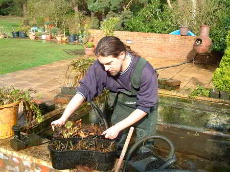 Onderhoud waterplanten en vijver