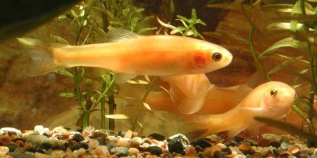 Goudelrits