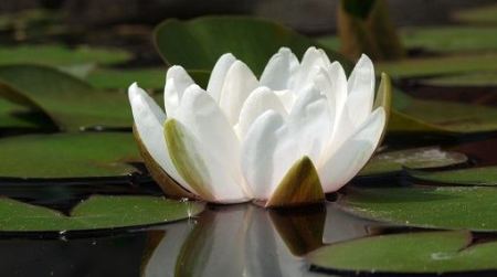 Witte waterlelie (Nimphaea alba)