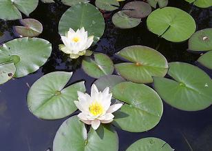 Witte waterlelie (Nymphaea alba)
