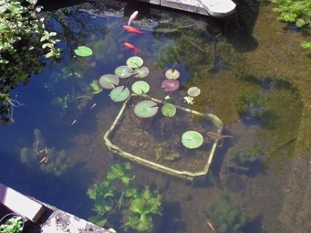 Checklist zuurstofplanten en waterplanten: waterlelie in brede vijvermand