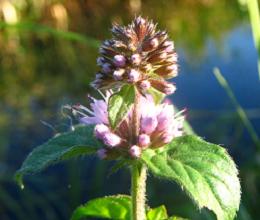 Waterplanten in de vijver - Watermunt (Mentha aquatica)