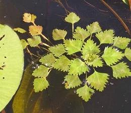 Waterplanten in de vijver - Waternoot (Trapa natans)