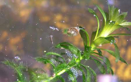 Waterpest in nieuwe vijver