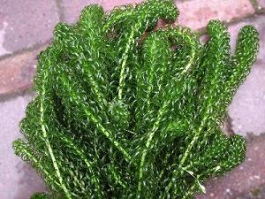 Waterpest (Elodea canadensis)
