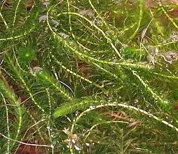Zuurstofplant vijver: waterpest