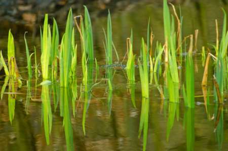 Waterplanten voorjaar