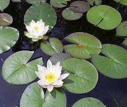 Waterplanten in de vijver - Witte waterlelie (Nymphaea alba)