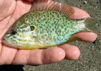 Zonnebaars (Lepomis gibbosus)