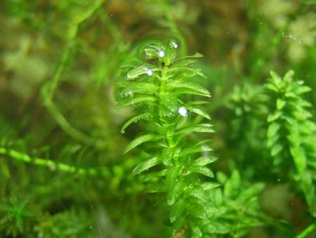 Groei zuurstofplanten verbeteren