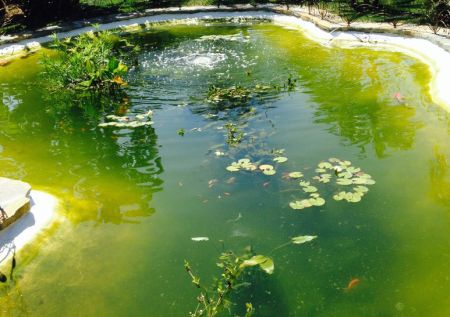 zweefalgen maken een vijver groen