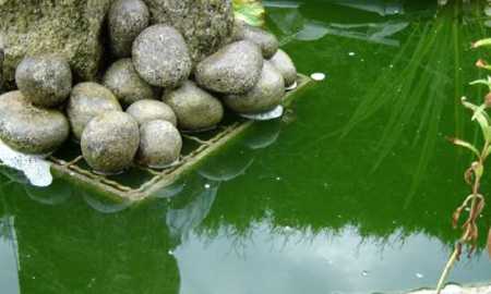 Groen water door zweefalgen. Onderhoud aan de vijver in de zomer omvat het tegengaan van zweefalg.