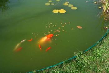Algen in de vijver. Foto van vijver met zweefalgen (groen water).